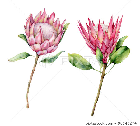 Watercolor two protea set. Hand painted pink flower illustration with leaves and branch isolated on white background. Nature botanical illustration for design, print. Realistic delicate plant. 98543274