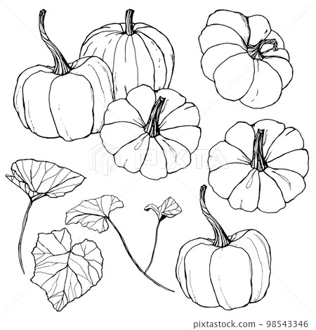 Vector pumpkins set for harvest festival. Hand painted traditional pumpkins with leaves and branches isolated on white background. Botanical line art illustration for design, print or background. Vector pumpkins set for harvest festival. Hand painted traditional pumpkins with leaves and branches isolated on white background. Botanical line art illustration for design, print or background. 98543346