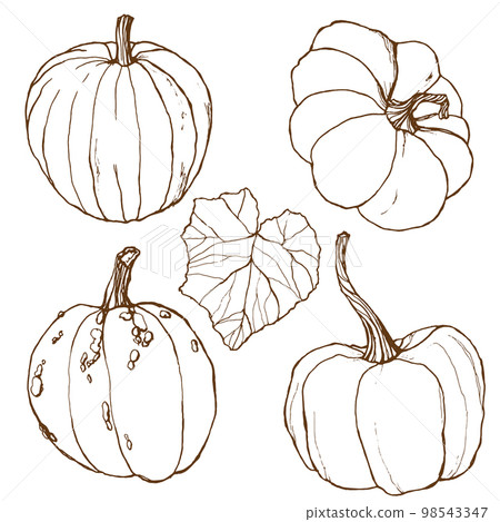 Vector set with autumn harvest. Hand painted traditional pumpkins with leaves and branches isolated on white background. Botanical line art illustration for design, print or background. Vector set with autumn harvest. Hand painted traditional pumpkins with leaves and branches isolated on white background. Botanical line art illustration for design, print or background. 98543347