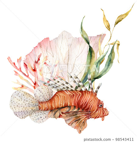 Watercolorv lionfish and seaweed composition. Hand painted underwater illustration with laminaria and coral reef isolated on white background. Aquatic illustration for design, print or background. 98543411
