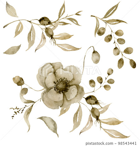 Watercolor sepia anemone set for bouquet. Hand painted flowers and berries with eucalyptus leaves and branch isolated on white background for design, print or fabric. 98543441