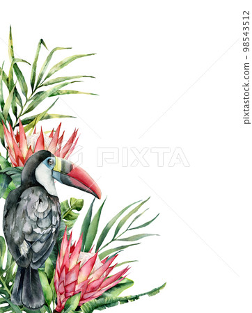 Watercolor tropical toucan and protea card. Hand painted bird and flowers isolated on white background. Nature botanical illustration for design, print. Realistic delicate plant. 98543512