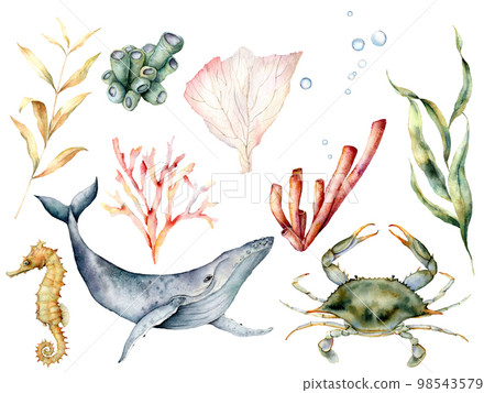 Watercolor underwater life set. Hand painted coral reef, whale, crab, seahorse and laminaria isolated on white background. Aquatic illustration for design, print or background. Beautiful wildlife. Watercolor underwater life set. Hand painted coral reef, whale, crab, seahorse and laminaria isolated on white background. Aquatic illustration for design, print or background. Beautiful wildlife. 98543579