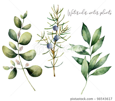 Watercolor juniper and eucalyptus set. Hand painted winter plants with branches and berries isolated on white background. Floral illustration for design, print, fabric or background. Watercolor juniper and eucalyptus set. Hand painted winter plants with branches and berries isolated on white background. Floral illustration for design, print, fabric or background. 98543617