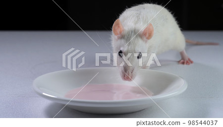 Domestic white rat eating the yogurt 98544037