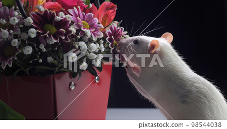 Domestic white rat sniffs flowers Domestic white rat sniffs flowers 98544038