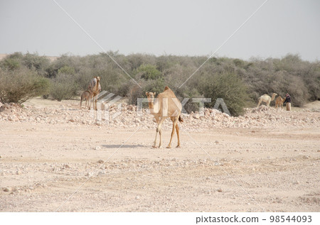 Camels grazing in the desert Camels grazing in the desert 98544093