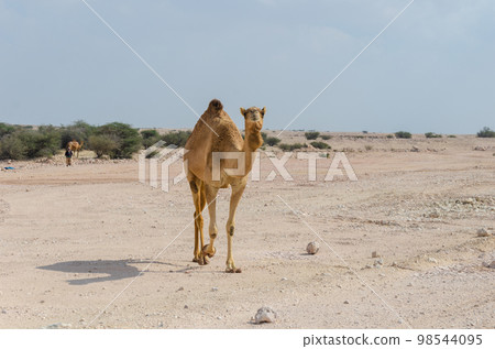 Camels grazing in the desert Camels grazing in the desert 98544095
