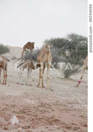 Camels grazing in the desert Camels grazing in the desert 98544098