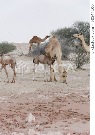 Camels grazing in the desert 98544100