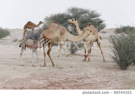 Camels grazing in the desert 98544101