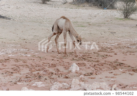 Newly born camel calf 98544102