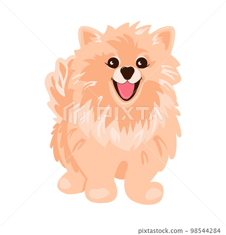 Pomeranian Spitz cream on white background. Cute Poms puppies. Small German spitz. Little dogs. Pomeranian Spitz cream on white background. Cute Poms puppies. Small German spitz. Little dogs. 98544284