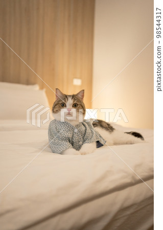 travel japan concept with scottish cat wear japan style cloth 98544317