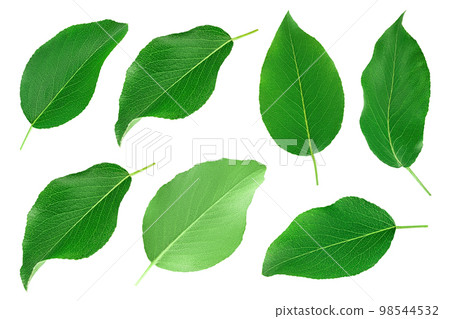 Green pear leaf isolated on white background. Top view. Flat lay. Set or collection 98544532