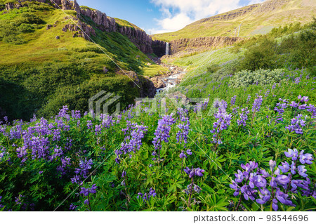 Budararfoss waterfall flowing with purple lupine flower blooming in valley on summer at Iceland 98544696