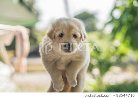 Adorable white furry small puppy on hand of owner Adorable white furry small puppy on hand of owner 98544716