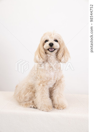 maltipoo sitting and laughing 98544752