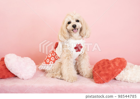 心墊和大笑的maltipoo 98544785