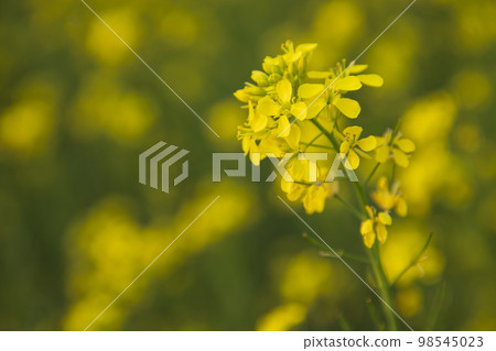 Close-up Focus A Beautiful  Blooming  Yellow rapeseed flower  with the blurry background 98545023