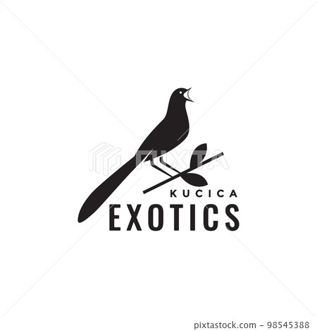 exotic bird magpie robins singer perched branch forest isolated logo design icon illustration exotic bird magpie robins singer perched branch forest isolated logo design icon illustration 98545388