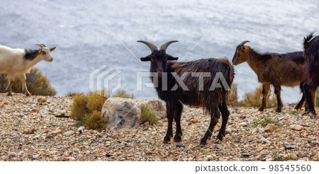 Herd of Sheep on the green grass by the Sea Coast. Sardinia, Italy. 98545560