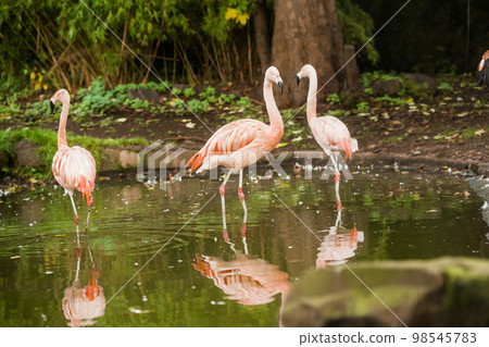 American flamingo (Phoenicopterus ruber) or Caribbean flamingo. Big bird is relaxing enjoying the summertime. Nature green background American flamingo (Phoenicopterus ruber) or Caribbean flamingo. Big bird is relaxing enjoying the summertime. Nature green background 98545783