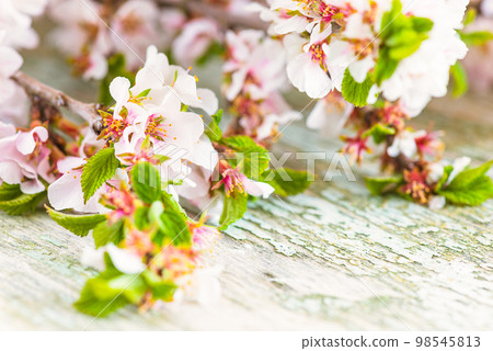 Close up for cherry blossom Close up for cherry blossom 98545813