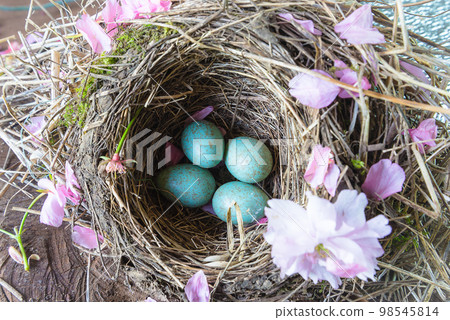 Top view for catbird nest with blue eggs; Easter holiday greeting card Top view for catbird nest with blue eggs; Easter holiday greeting card 98545814