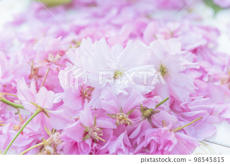 Close up for pink cherry blossom; natural background of pink cherry (sakura) blossom Close up for pink cherry blossom; natural background of pink cherry (sakura) blossom 98545815