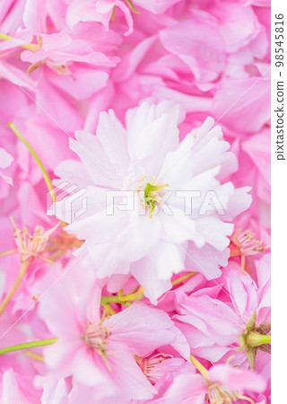 Close up for pink cherry blossom; natural background of pink cherry (sakura) blossom Close up for pink cherry blossom; natural background of pink cherry (sakura) blossom 98545816