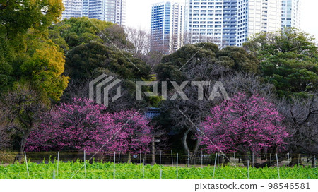 Waiting for the arrival of spring, the Hama-rikyu Gardens are beginning to bloom 98546581