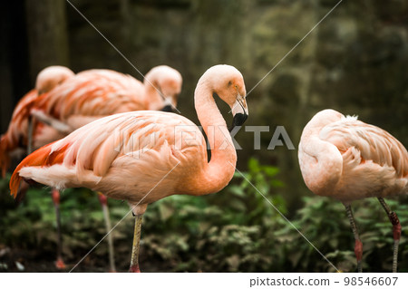 American flamingo (Phoenicopterus ruber) or Caribbean flamingo. Big bird is relaxing enjoying the summertime. Nature green background 98546607