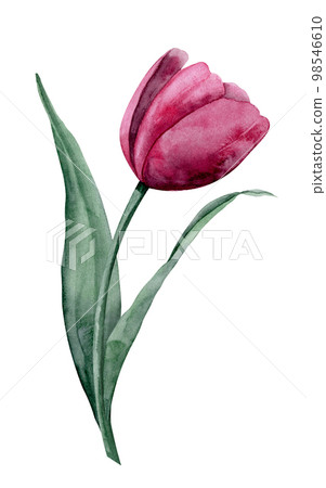 Watercolor Pink Tulip on isolated background. Hand drawn floral illustration for greeting cards or invitations. Botanical drawing of blooming Flower with green leaves. Plant in viva magenta colors. Watercolor Pink Tulip on isolated background. Hand drawn floral illustration for greeting cards or invitations. Botanical drawing of blooming Flower with green leaves. Plant in viva magenta colors. 98546610