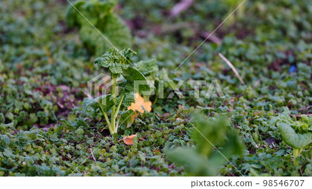 濱離宮庭園，等待油菜花開 98546707