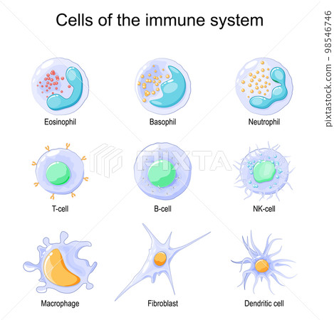 Cells of the immune system. White blood cells or leukocytes 98546746