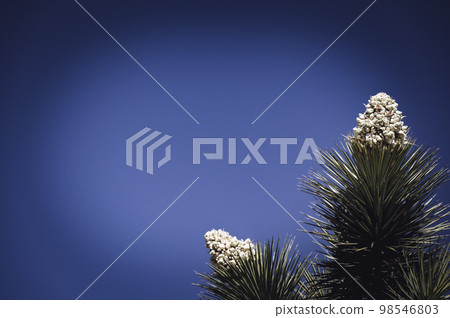 Dramatic view of a flowering bloom of a Yucca brevifolia at Joshua Tree National Park in California, USA against a blank sky. 98546803