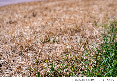 Visible distinction between healthy lawn and chemical burned grass. Visible distinction between healthy lawn and chemical burned grass. 98546849