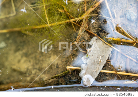 Selective focus on a section of a water scorpion insect just below the water surface.  98546983