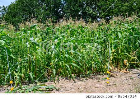 Row of sweet corn behind an electric fence Row of sweet corn behind an electric fence 98547014