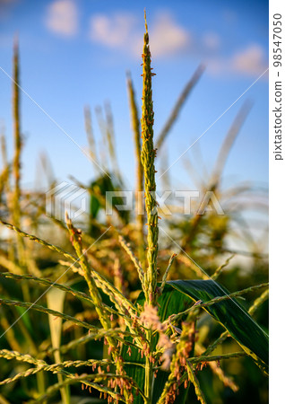 Row of sweet corn with pollen in a garden Row of sweet corn with pollen in a garden 98547050
