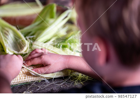 Small child learning to Shucking and tasseling sweet corn Small child learning to Shucking and tasseling sweet corn 98547127