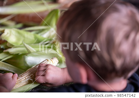 Small child learning to Shucking and tasseling sweet corn Small child learning to Shucking and tasseling sweet corn 98547142