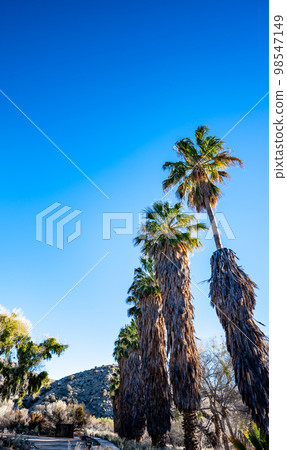 Shaggy palm tree with dead brown fronds being pruned to a bare-bone trunk Shaggy palm tree with dead brown fronds being pruned to a bare-bone trunk 98547149