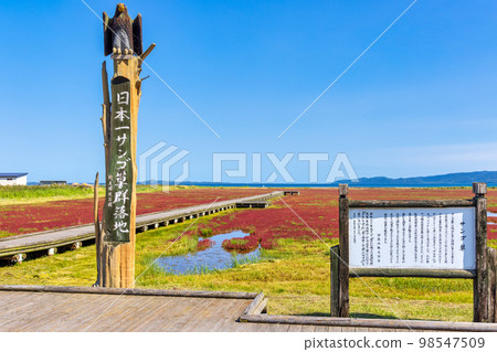 Ubaranai 珊瑚草群落（北海道野兔珊瑚草群落） 98547509