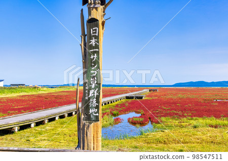 Ubaranai 珊瑚草群落（北海道野兔珊瑚草群落） 98547511