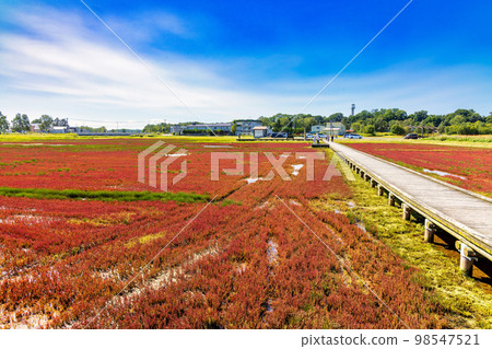 Ubaranai 珊瑚草群落(北海道野兔珊瑚草群落) Ubaranai 珊瑚草群落(北海道野兔珊瑚草群落) 98547521