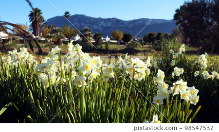 Wild daffodils narcissus, beautiful spring flowers against backdrop of mountains and blue sky, Spain. Beautiful landscape, great spring background, floral wallpaper. Wild daffodils narcissus, beautiful spring flowers against backdrop of mountains and blue sky, Spain. Beautiful landscape, great spring background, floral wallpaper. 98547532