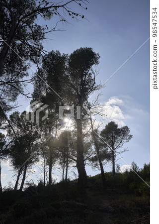 Sunbeams between big pine trees in the mountains Sunbeams between big pine trees in the mountains 98547534