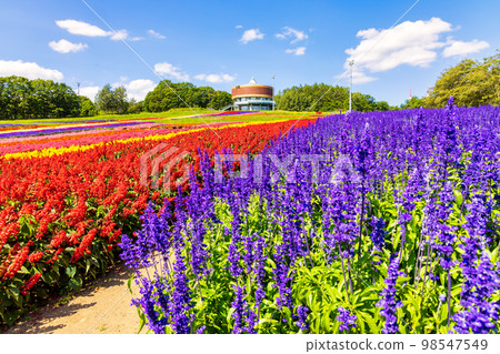 Flower Garden Hana Tento (Abashiri Hana September) 98547549